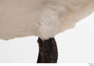 Mute swan leg 0020.jpg